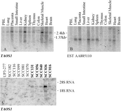 Fig 2.