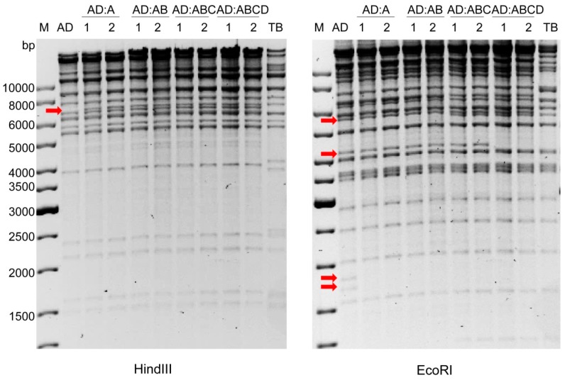 Figure 6