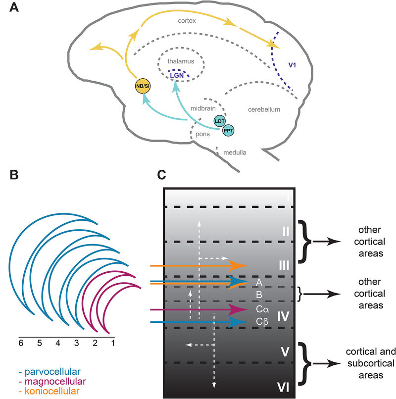 Figure 1: