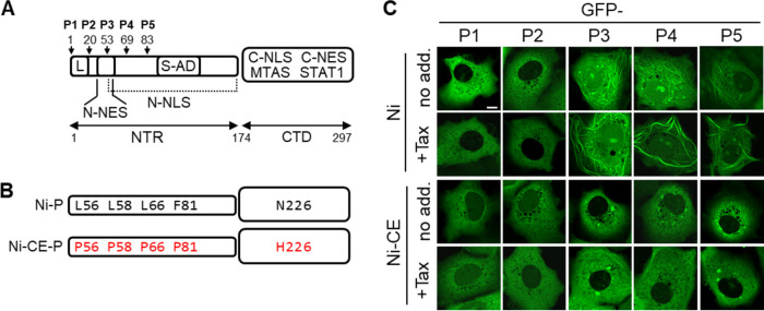 FIG 1