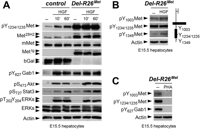 Fig 7