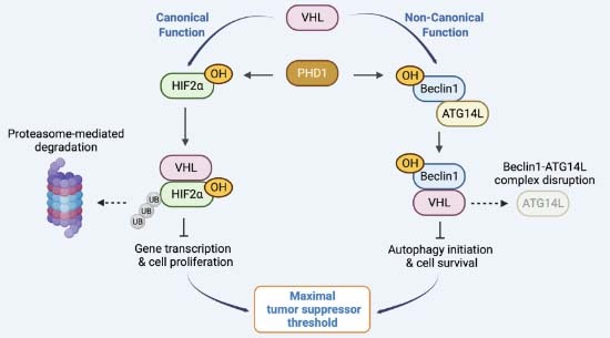 graphic file with name 44318_2024_51_Figa_HTML.jpg