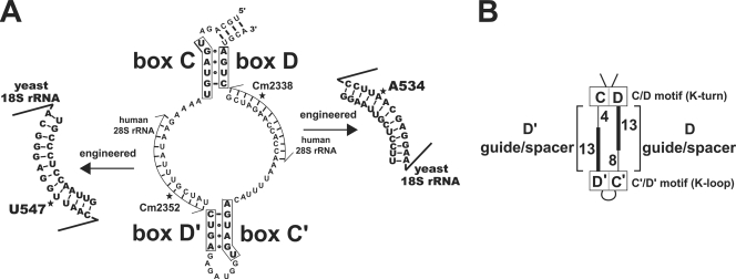 FIG. 1.