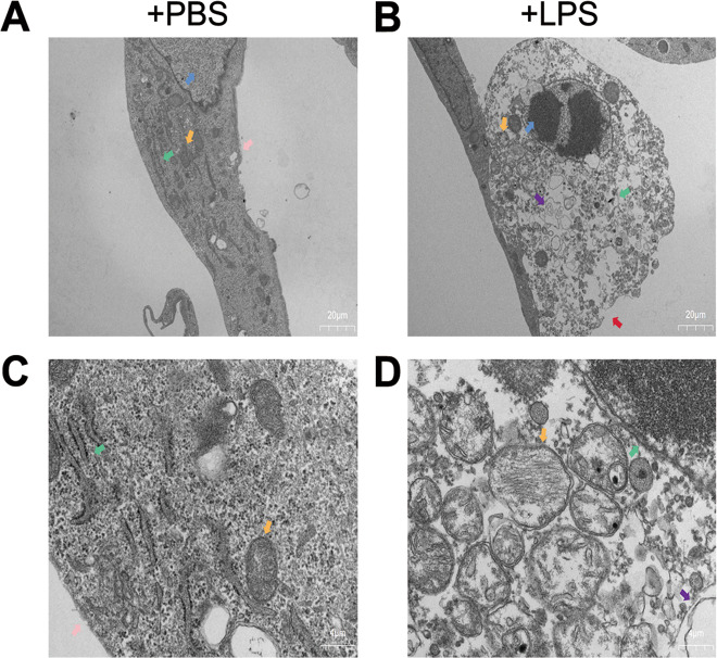 Fig. 4