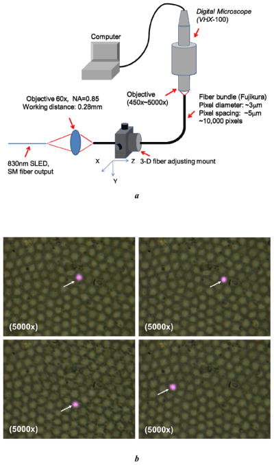 Fig. 2