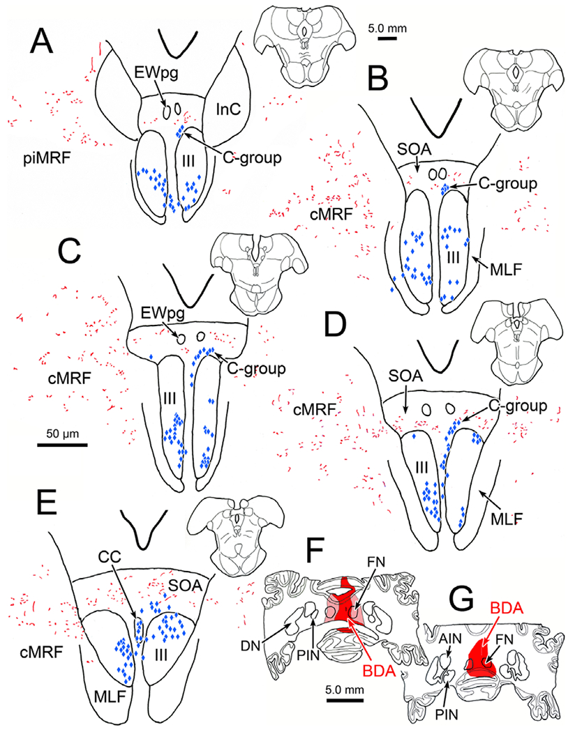 Fig. 8.