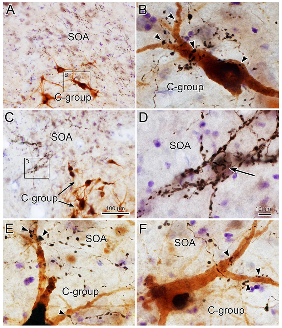 Fig. 7.