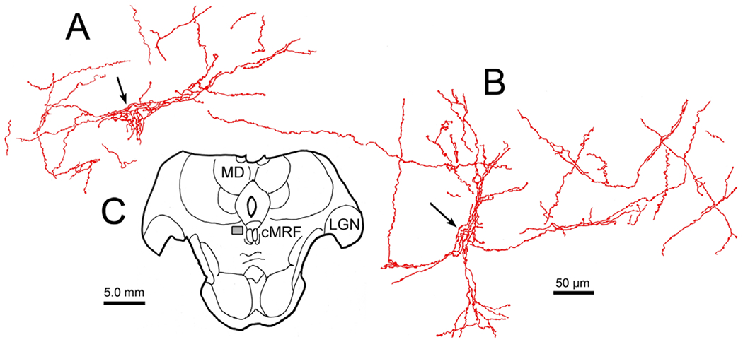 Fig. 10.