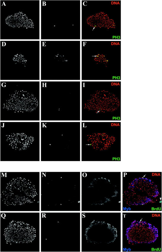 Figure 3.—