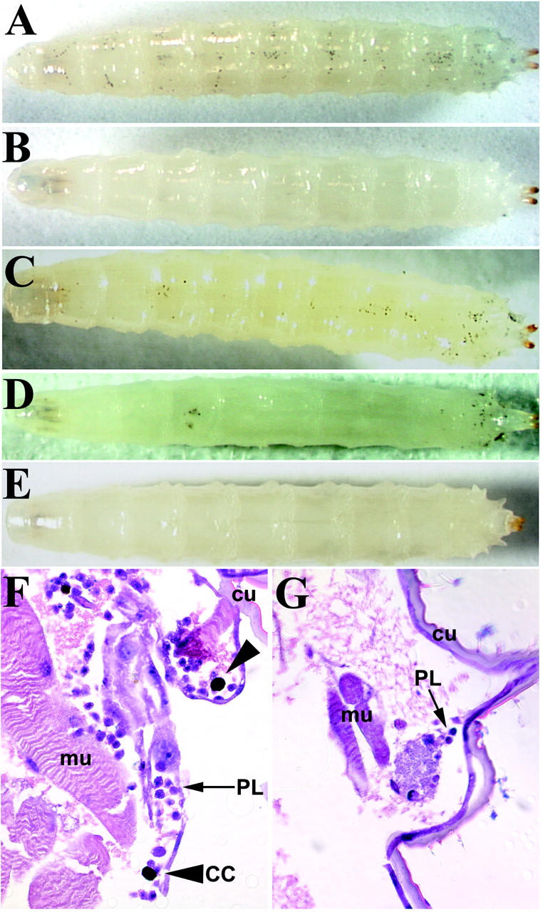 Figure 1.—