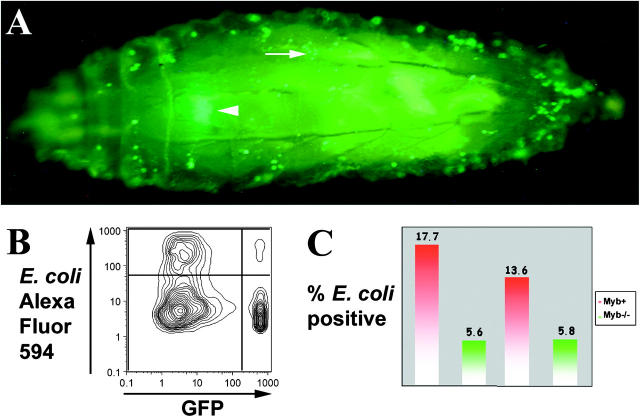 Figure 2.—