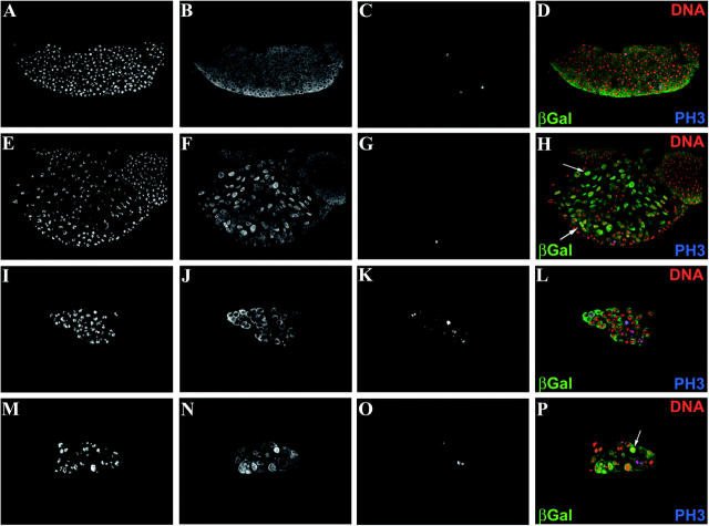 Figure 4.—