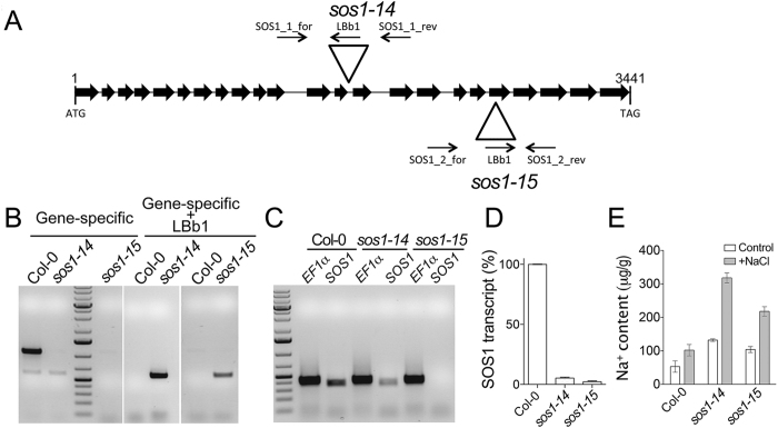 Figure 7