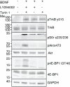 Figure 7—figure supplement 2.
