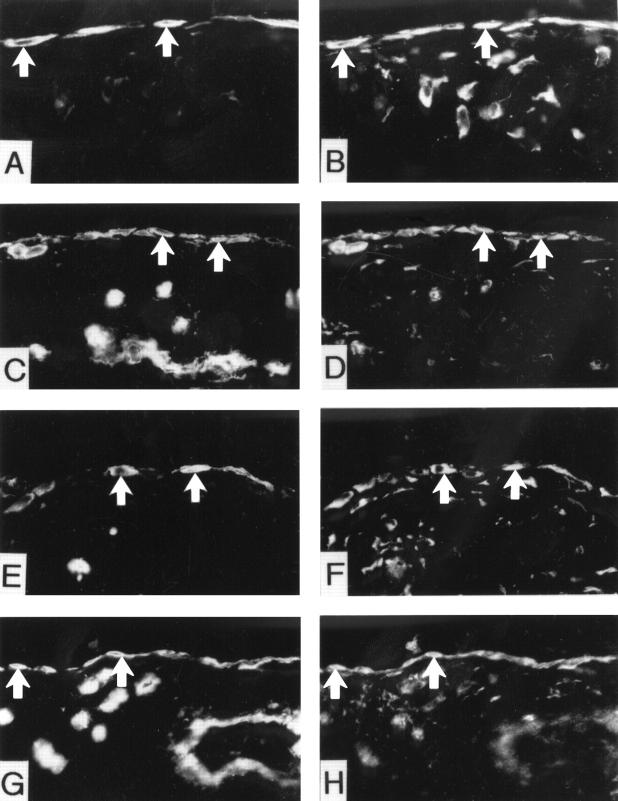 Figure 4  