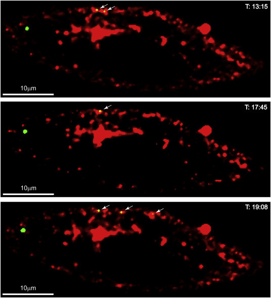 Supplementary Fig. 1