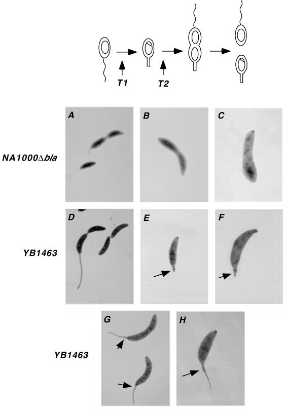 FIG. 1