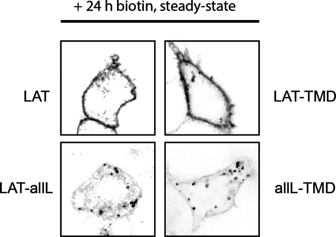 Figure 1—figure supplement 1.