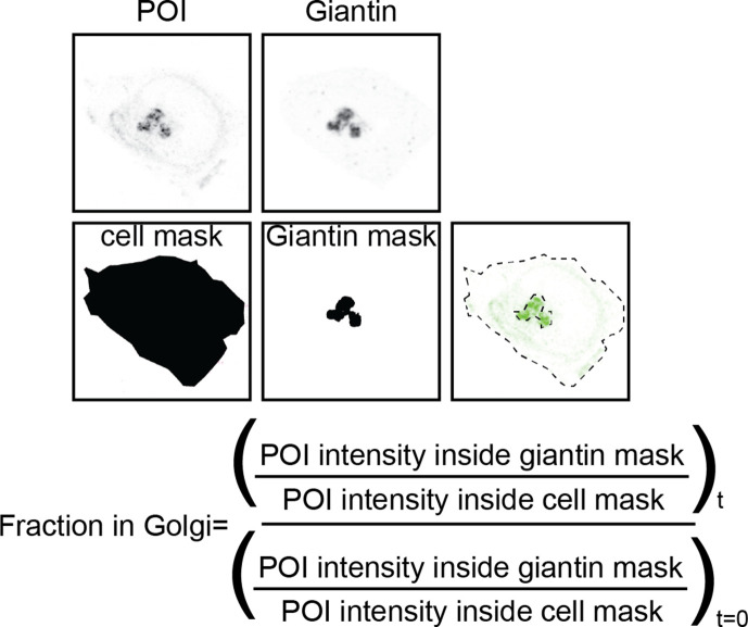 Figure 3—figure supplement 2.