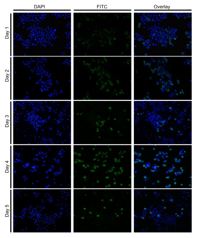 Fig. 7