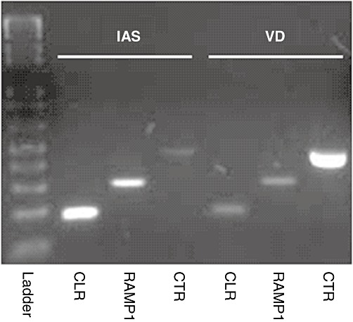 Figure 13