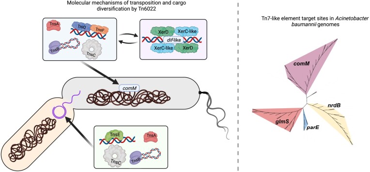 Graphical Abstract