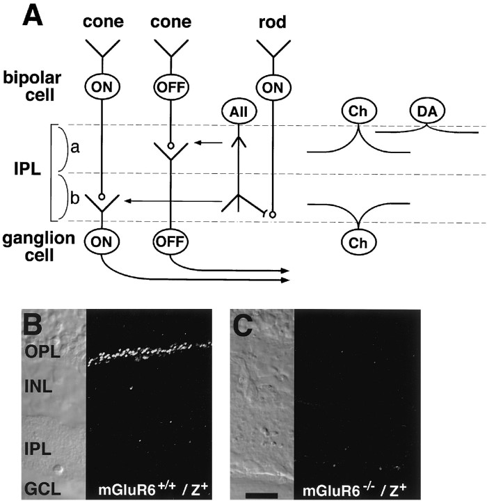 Fig. 1.