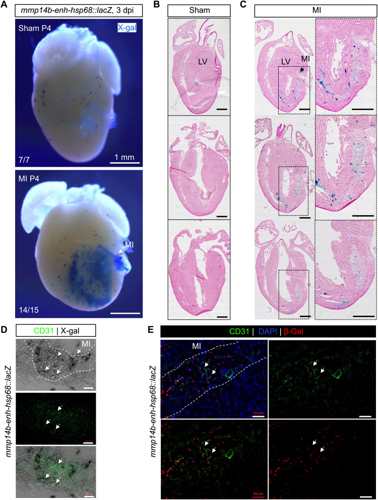 Fig. 6.