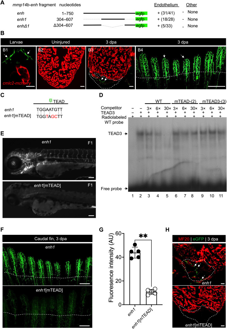 Fig. 4.