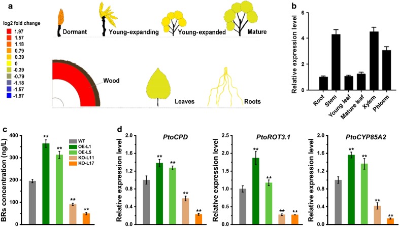 Fig. 1