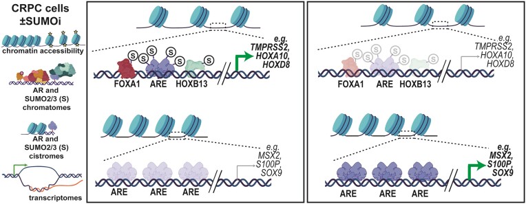 Graphical Abstract