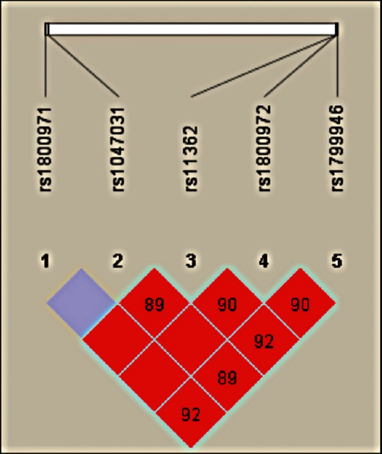 Haploview output of linkage disequilibrium (LD) across
DEFB1 gene in Brazilian women. The figure illustrates on
top the single-nucleotide polymorphisms (SNPs) that were genotyped in this
study. On the bottom, each square represents a pair-wise LD relationship
between two SNPs (with D’ values depicted within the box).