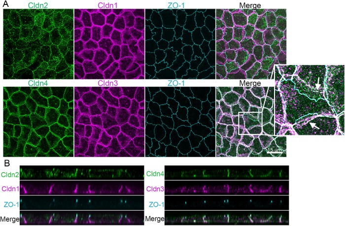 FIGURE 2: