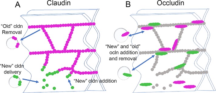 FIGURE 12: