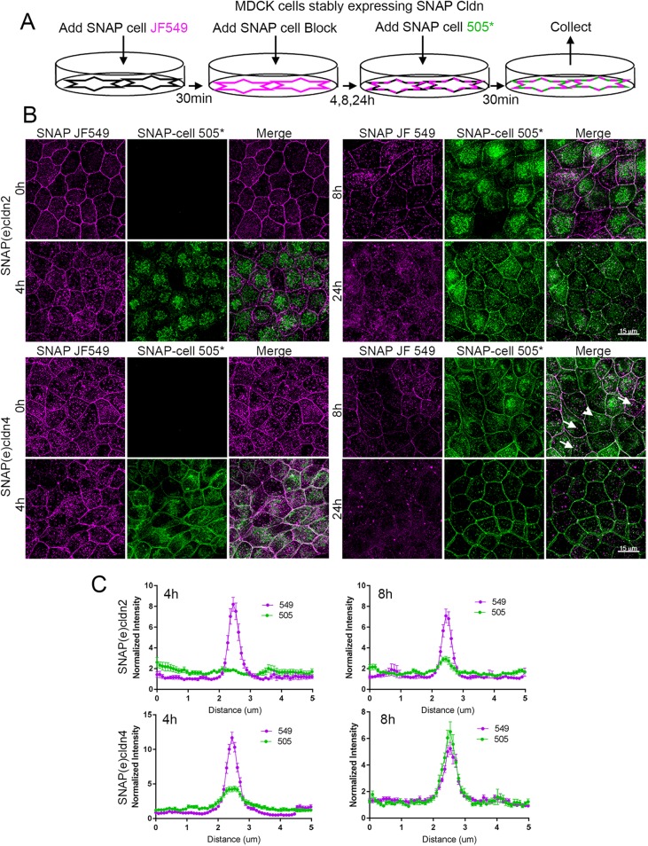 FIGURE 4: