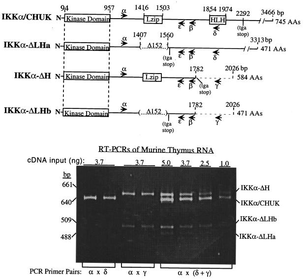 FIG. 1