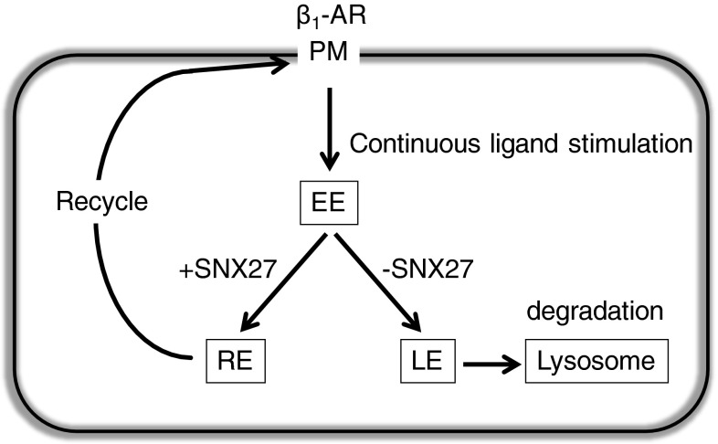 Fig. 8