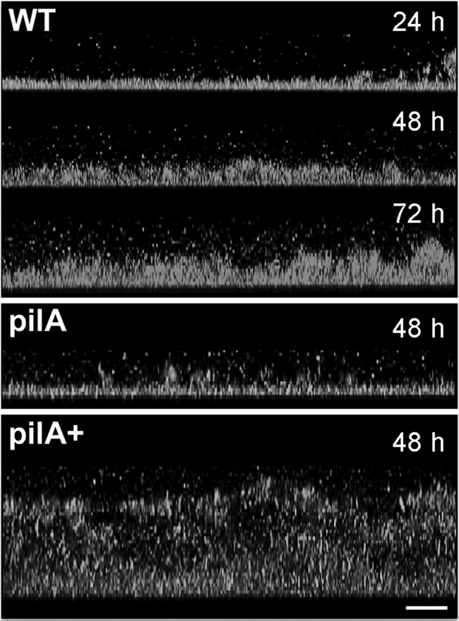 FIG 4