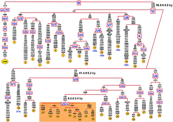 Figure  1