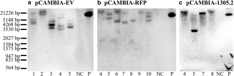 Fig. 6