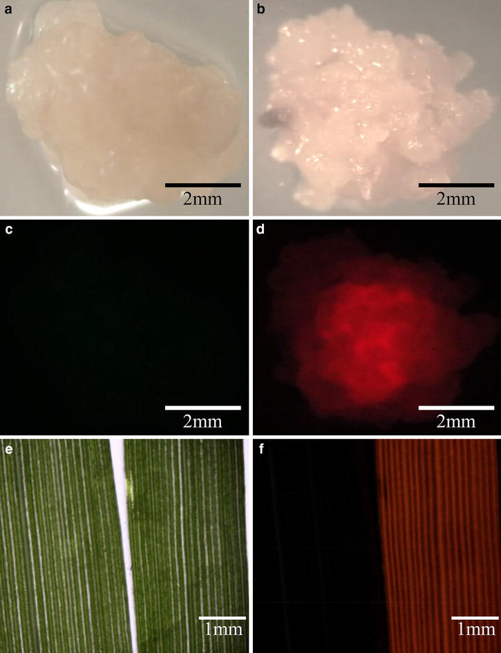 Fig. 7