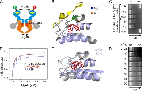 FIGURE 1.