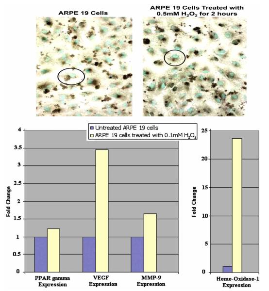 Fig. (5)