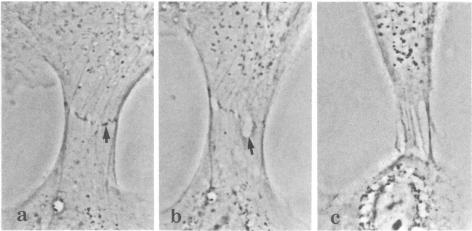 graphic file with name pnas00610-0190-a.jpg