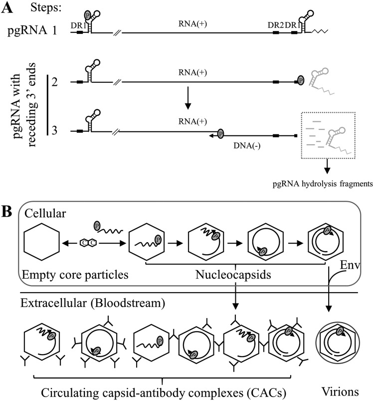 FIG 11