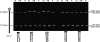 F<sc>igure</sc> 2.—