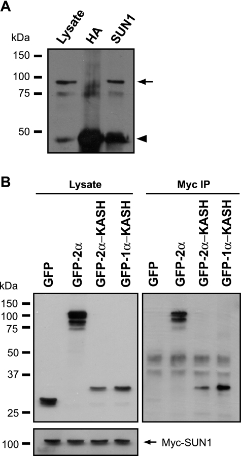 FIG. 8.