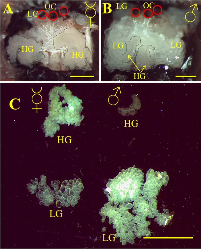 Fig. 3.