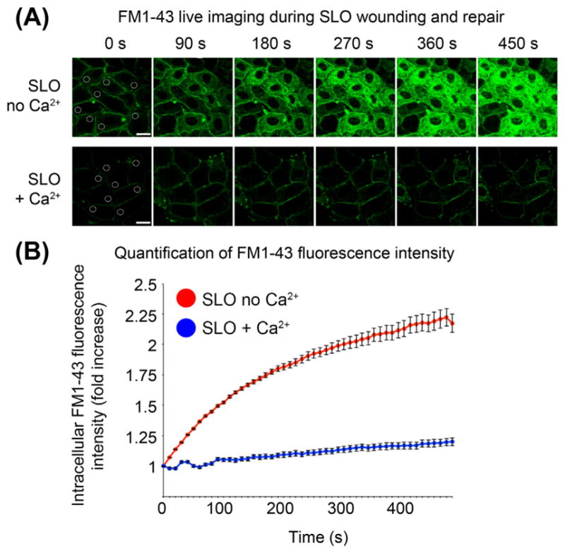 FIGURE 3