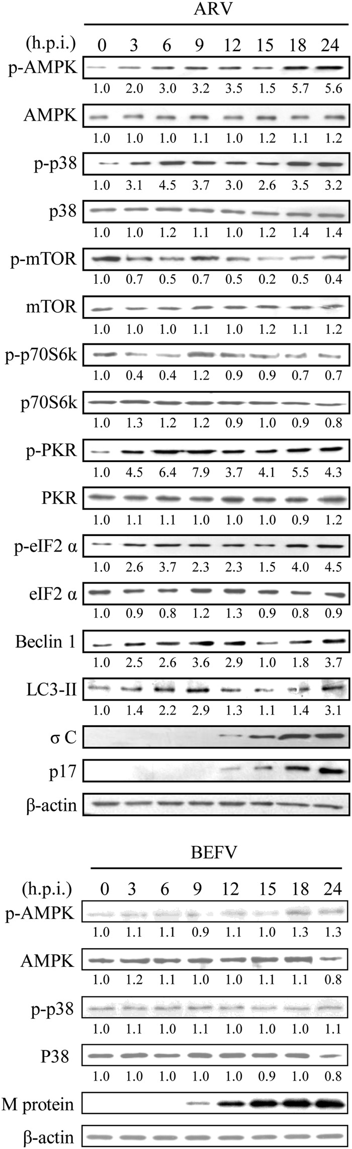 FIGURE 2.